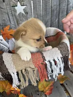 Bailey 3, a female Pembroke Welsh Corgi for sale in Punta Gorda, FL – 5 of 6