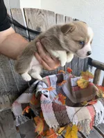 Bailey 1, a female Pembroke Welsh Corgi for sale in Punta Gorda, FL – 2 of 7