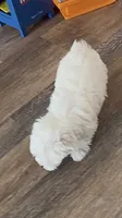 Theo, a male Maltipoo and Maltese for sale in Punta Gorda, FL – 4 of 4