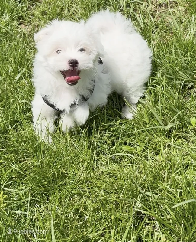 Sammy – Maltipoo, Maltese puppy for sale in Punta Gorda, FL