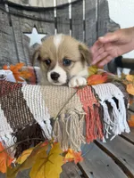 Bailey 2, a female Pembroke Welsh Corgi for sale in Punta Gorda, FL – 1 of 6