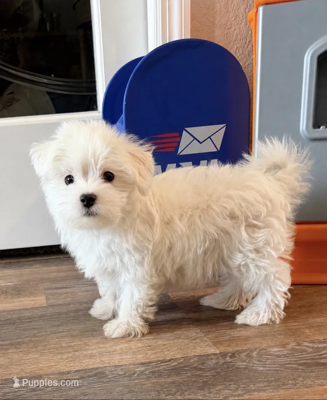 Theo – Maltipoo, Maltese puppy for sale in Punta Gorda, FL
