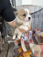 Bailey 1, a female Pembroke Welsh Corgi for sale in Punta Gorda, FL – 6 of 7