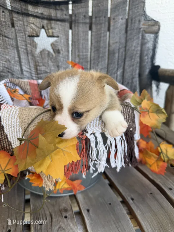 Bailey 1 – Pembroke Welsh Corgi puppy for sale in Punta Gorda, FL