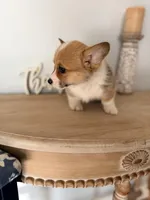 Blakely, a female Pembroke Welsh Corgi for sale in Punta Gorda, FL – 2 of 3