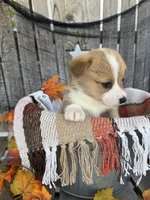 Bailey 4, a female Pembroke Welsh Corgi for sale in Punta Gorda, FL – 3 of 6