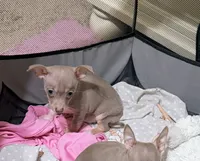 Max, a male Chihuahua for sale in Punta Gorda, FL – 1 of 2