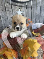 Bo Jr, a male Pembroke Welsh Corgi for sale in Punta Gorda, FL – 4 of 10