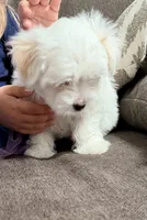 Sammy, a male Maltipoo and Maltese for sale in Punta Gorda, FL – 2 of 2