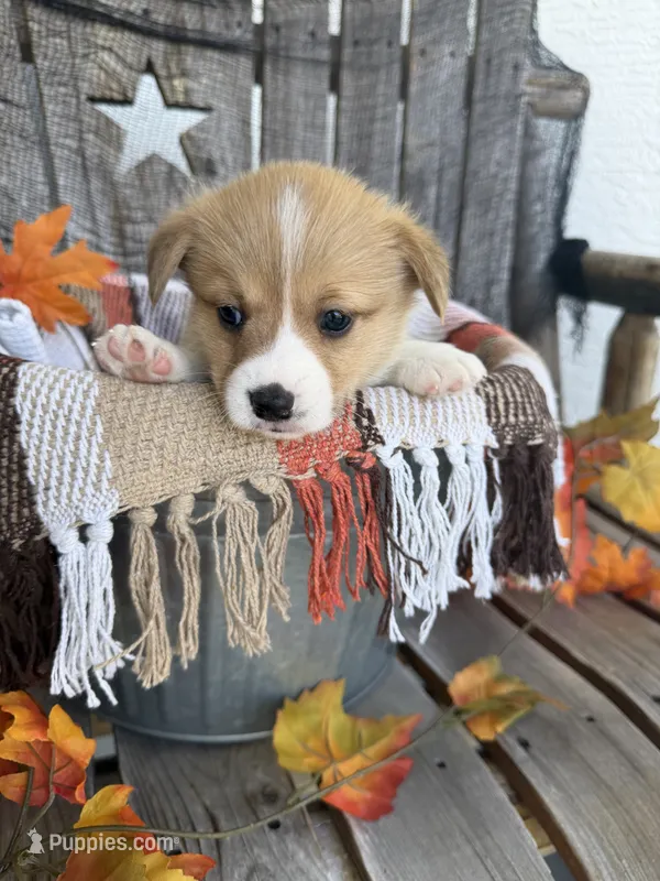 Bailey 5 – Pembroke Welsh Corgi puppy for sale in Punta Gorda, FL