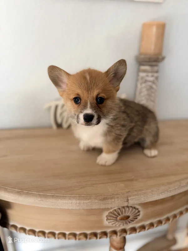 Beau – Pembroke Welsh Corgi puppy for sale in Punta Gorda, FL