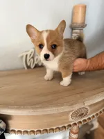 Bristol, a female Pembroke Welsh Corgi for sale in Punta Gorda, FL – 3 of 3