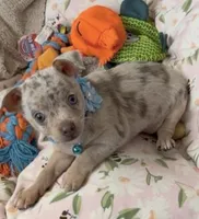 Lilac Merle boy, a male Chihuahua for sale in Punta Gorda, FL – Photo 2 of 4