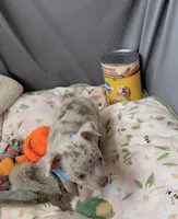 Lilac Merle boy, a male Chihuahua for sale in Punta Gorda, FL – Photo 4 of 4