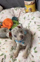 Lilac Merle boy, a male Chihuahua for sale in Punta Gorda, FL – Photo 3 of 4