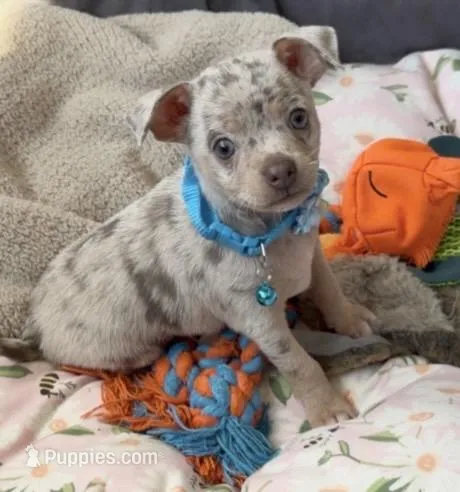 Lilac Merle boy, a male Chihuahua for sale in Punta Gorda, FL – Photo 1 of 4