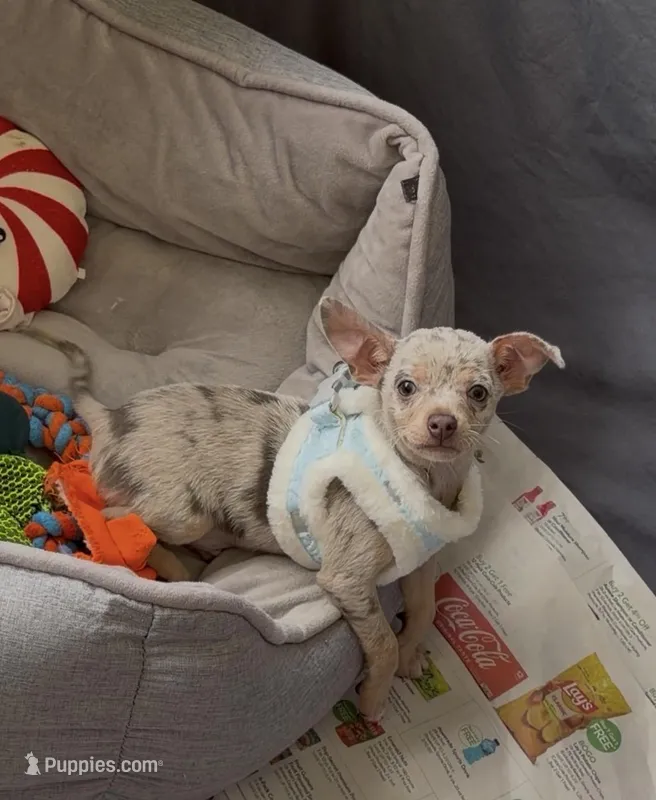 Munchkin – Chihuahua puppy on hold in Punta Gorda, FL
