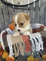 Bailey 4, a female Pembroke Welsh Corgi for sale in Punta Gorda, FL – 6 of 6