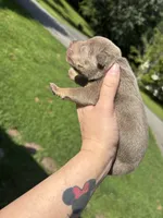 Junie, a female American Bully for sale in Cookeville, TN – 5 of 5