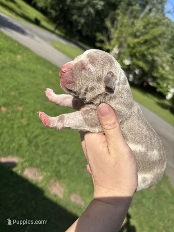 Colt – American Bully puppy for sale in Cookeville, TN