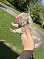 Colt, a male American Bully for sale in Cookeville, TN – 1 of 1
