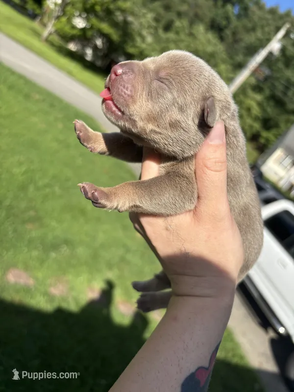 Junie – American Bully puppy for sale in Cookeville, TN