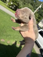 Junie, a female American Bully for sale in Cookeville, TN – 1 of 5
