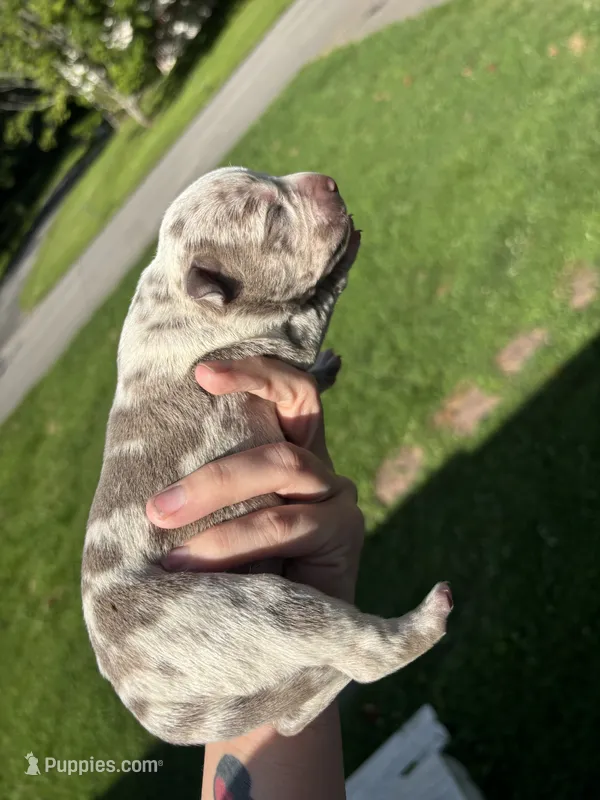 MooMooo – American Bully puppy for sale in Cookeville, TN