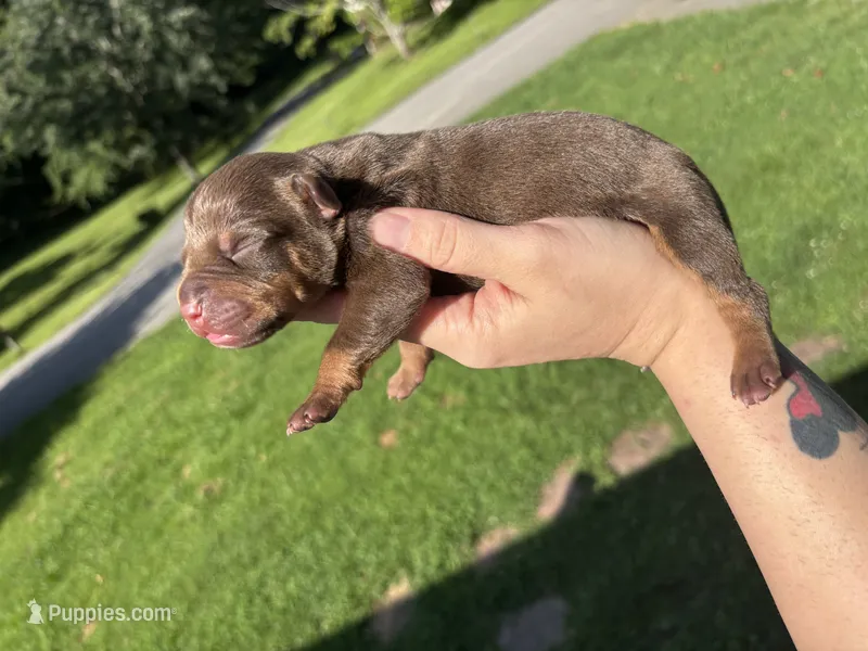 Stetson – American Bully puppy for sale in Cookeville, TN
