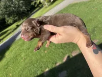 Stetson, a male American Bully for sale in Cookeville, TN – 1 of 1