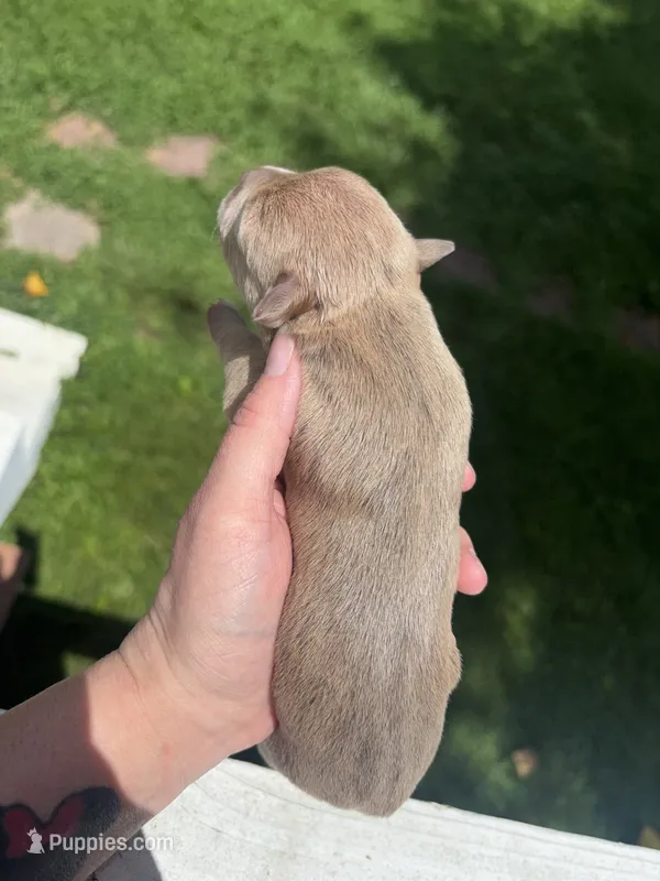Tilly – American Bully puppy for sale in Cookeville, TN