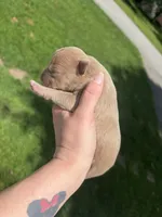 Tilly, a female American Bully for sale in Cookeville, TN – 2 of 3