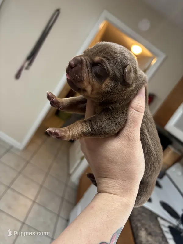 Isabelle – American Bully puppy for sale in Cookeville, TN