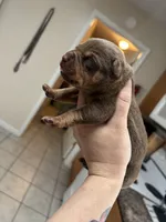 Isabelle, a female American Bully for sale in Cookeville, TN – 1 of 1