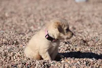 Puppy 7, a female Golden Retriever for sale in Carpenter, WY – Photo 1 of 6