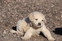 Puppy 7, a female Golden Retriever for sale in Carpenter, WY – Photo 4 of 6