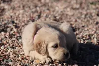 Puppy 7, a female Golden Retriever for sale in Carpenter, WY – Photo 3 of 6