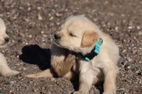 Puppy 8, a male Golden Retriever for sale in Carpenter, WY – Photo 4 of 7