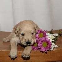 Puppy 8, a male Golden Retriever for sale in Carpenter, WY – Photo 6 of 7