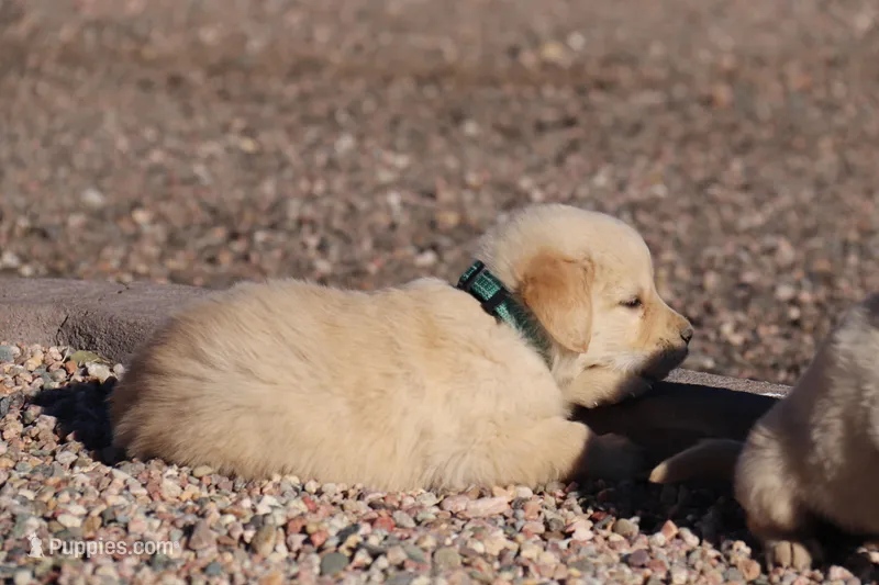 Puppy 8, a male Golden Retriever for sale in Carpenter, WY – Photo 1 of 7
