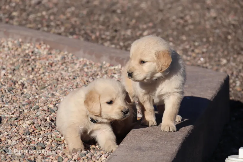 Puppy 8 – Golden Retriever puppy for sale in Carpenter, WY