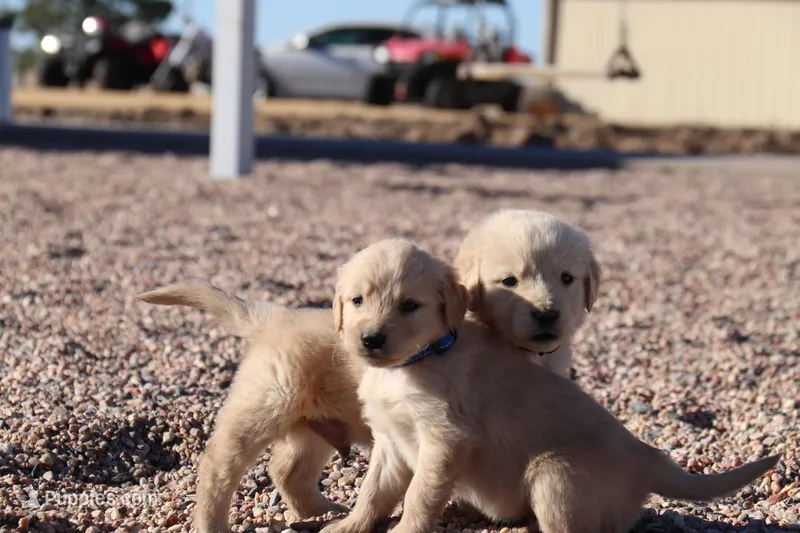 Puppy 5 – Golden Retriever puppy for sale in Carpenter, WY