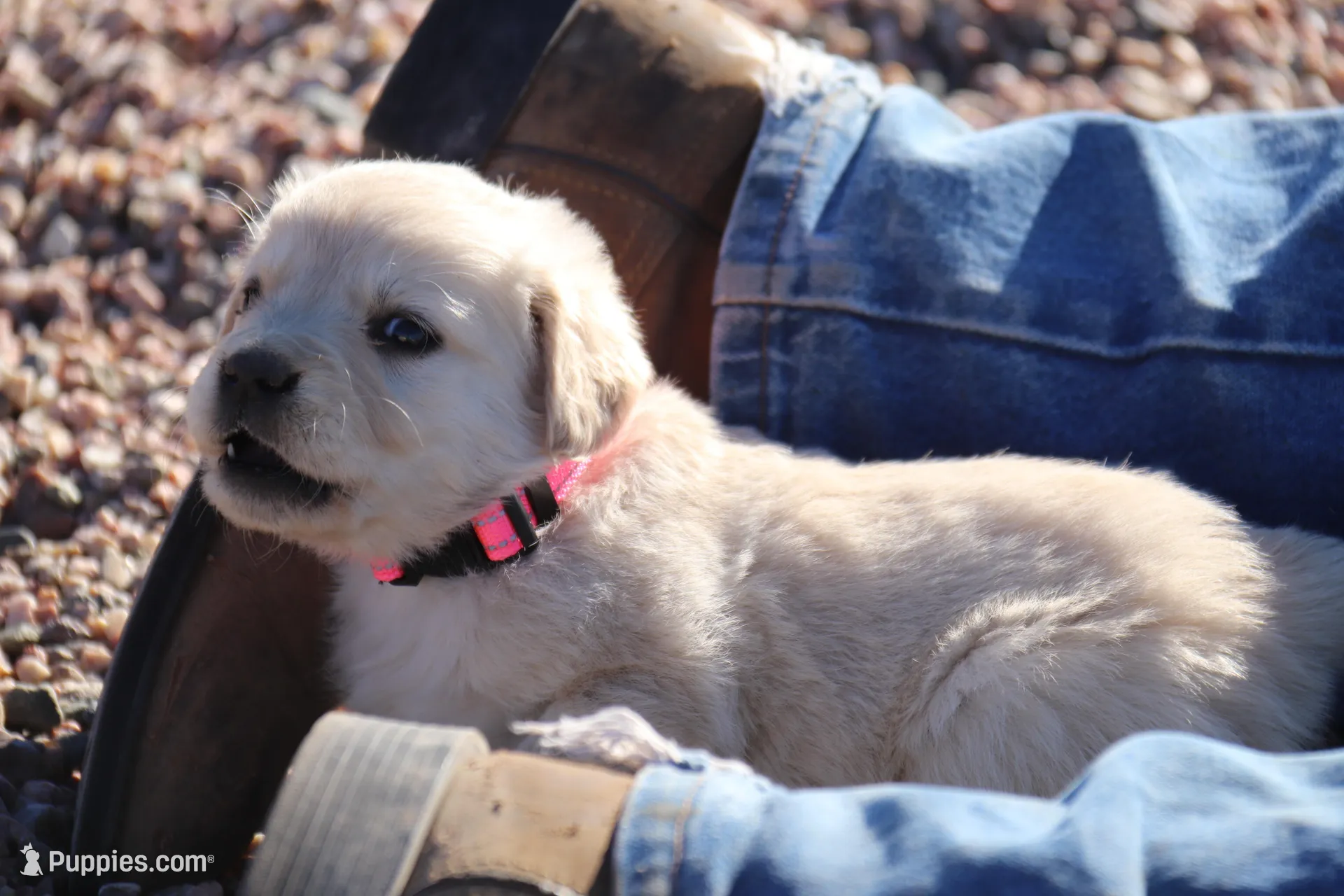 Puppy 1 – Golden Retriever puppy for sale in Carpenter, WY