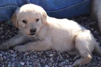 Puppy 9, a female Golden Retriever for sale in Carpenter, WY – Photo 2 of 6