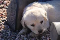 Puppy 9, a female Golden Retriever for sale in Carpenter, WY – Photo 1 of 6