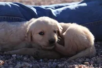 Puppy 9, a female Golden Retriever for sale in Carpenter, WY – Photo 3 of 6