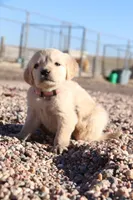 Puppy 1, a female Golden Retriever for sale in Carpenter, WY – Photo 3 of 5