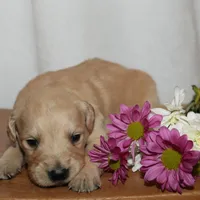 Puppy 1, a female Golden Retriever for sale in Carpenter, WY – Photo 4 of 5