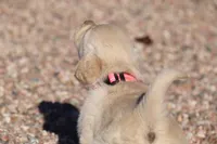 Puppy 1, a female Golden Retriever for sale in Carpenter, WY – Photo 2 of 5