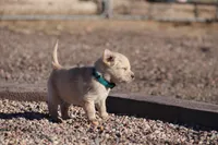 Puppy 3, a male Golden Retriever for sale in Carpenter, WY – Photo 3 of 7